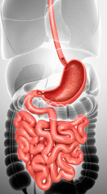 هل يمكن لإعوجاج العمود الفقري أن يسبب مشاكل في الأمعاء؟