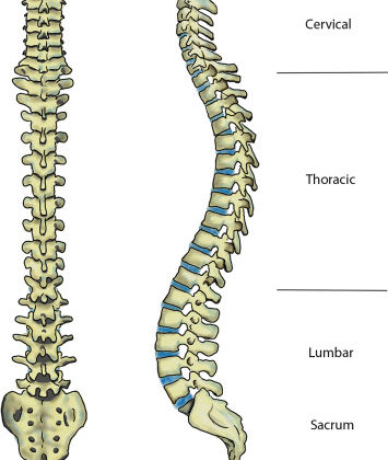 كيف تعرف مرحلة نمو العمود الفقري للأطفال والمراهقين المصابين بالجنف بسهولة؟