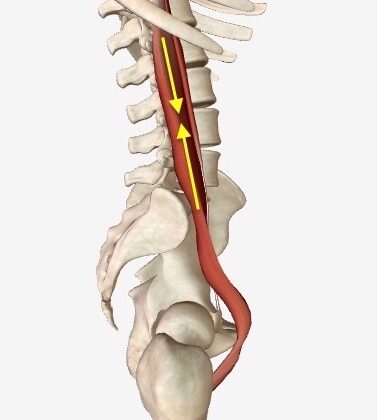 اعوجاج العمود الفقري وعضلة الإليوبسواس: كيف تؤثر على الانحناء ونتائج العلاج؟