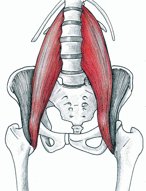 عضلات تزيد من اعوجاج العمود الفقري: الإليوبسواس وتأثيرها على الانحناء وكيفية التعامل معها