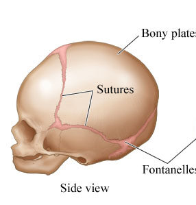 تشريح رأس الطفل: دليل شامل لتكوين الجمجمة وتأثيره على تسطّح الرأس