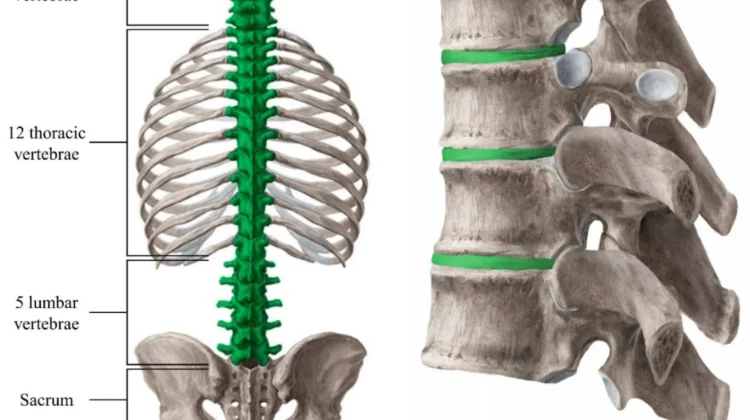 اكتشاف العمود الفقري: فهم التشريح وتأثيره على اعوجاج العمود الفقري
