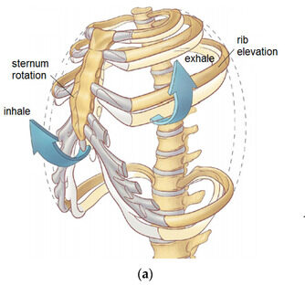 اعوجاج العمود الفقري: كيف يؤثر على حركة القفص الصدري ووظائف الرئة