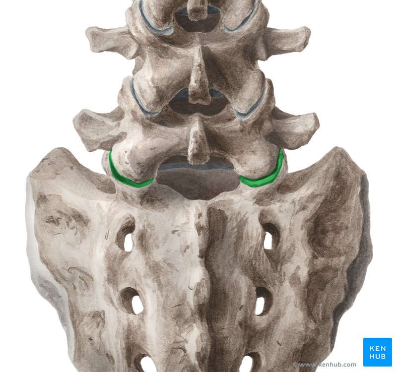 اعوجاج العمود الفقري : كيف يضغط على المفصل القطني العجزي أثناء المشي؟