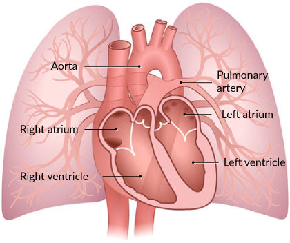 هل اعوجاج العمود الفقري يؤثر على القلب عند الأطفال؟ اكتشف المخاطر والعلاج